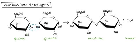 Dehydration Reaction Diagram