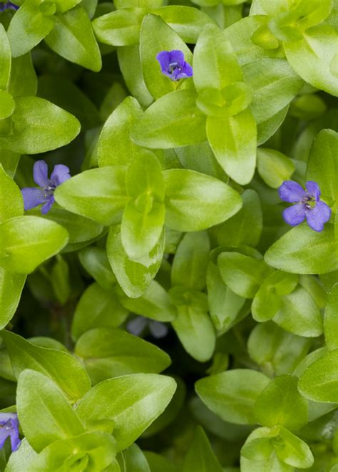 Bacopa Brahmi Plant - Medicinal Herb | Sow Exotic