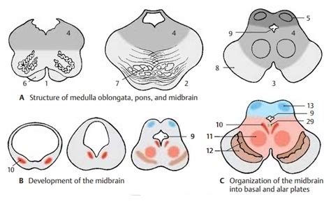 Structure of Midbrain