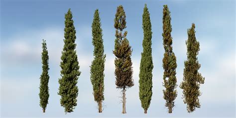 Italian Cypress Species Pack – SpeedTree