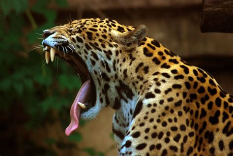 27 Fascinating And Interesting Facts About Jaguars - Tons Of Facts