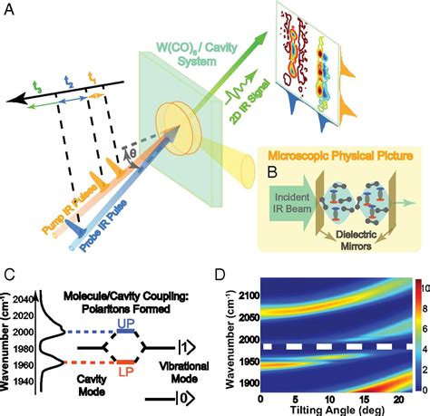 Two-dimensional infrared spectroscopy of vibrational polaritons | PNAS