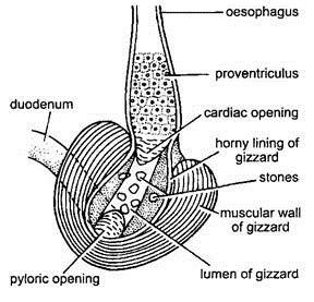 Digestive System of Pigeon (With Diagram) | Chordata | Zoology