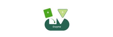 Isozymes: Definition, Function, and Examples I ResearchTweet