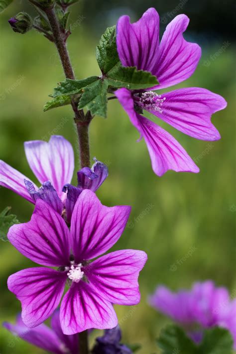 Premium Photo | Malva sylvestris flowers.