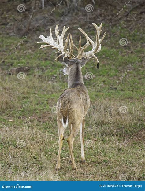 Trophy Whitetail Deer Buck With Amazing Non-typical Antlers Royalty ...