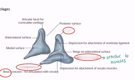 Arytenoid Cartilage Muscular Process