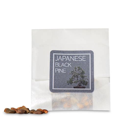 Japanese Black Pine Seeds — Premium Bonsai Sets, Seeds and Pots