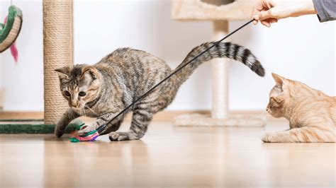 Importance of Playing With Your Cat | Cat Sitter Toronto Inc