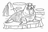 30  Walrus Coloring Pages Free Printable PDF JPG PNG & Online sketch template