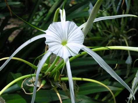 Hymenocallis littoralis - Spider Lily | Hymenocallis littora… | Flickr