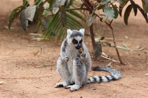 Madagascar Way Of Life: Lemur's Park