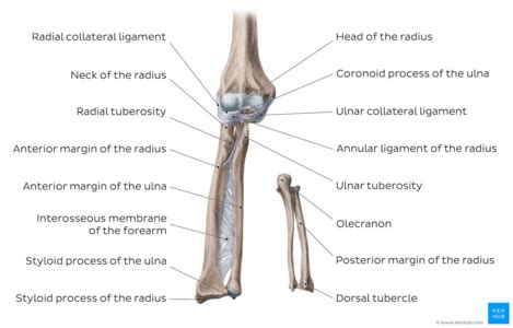 Ulnar Notch Of Radius