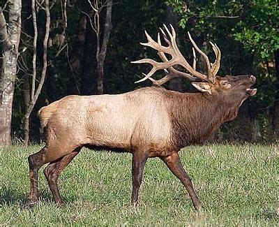 Bull Elk | Elk hunting, Elk pictures, Bull elk