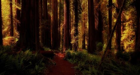 Download Path Tree Dark Redwood Nature Forest HD Wallpaper