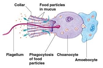 Three Specialized Cells/Tissues - Vertebrates and Invertebrates