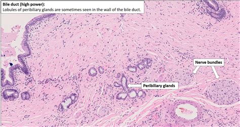 Bile duct – Normal Histology – NUS Pathweb :: NUS Pathweb