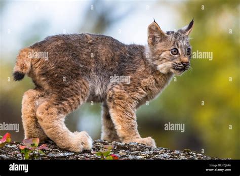 Startled little Canadian Lynx kitten (Lynx canadensis), captive ...