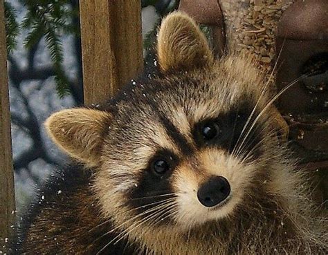 Raccoon's online dating profile pic | Four Legged: Raccoons | Pinterest ...