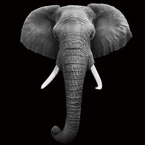 Tableau sur verre - Elephant - Head b&w | Acheter-le sur Europosters.fr