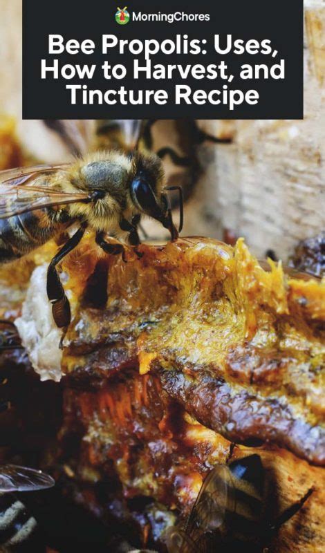 Bee Propolis: Uses, How to Harvest, and Tincture Recipe