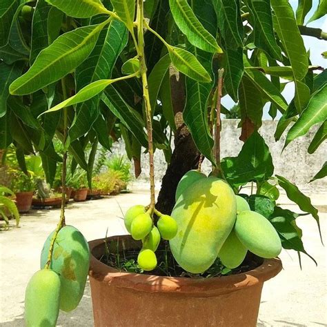 15+ How To Bonsai Mango Tree Tips - Hobby plan