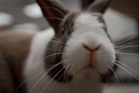 Why Does My Bunny Grind Their Teeth? - Bunny Parents