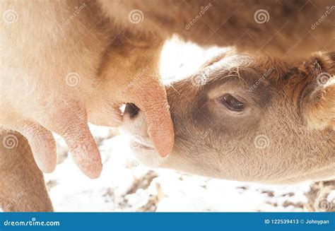 Calf drinking milk stock image. Image of agriculture - 122539413