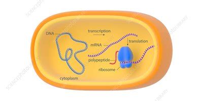 Bacterial gene expression, illustration - Stock Image - C023/8864 - Science Photo Library