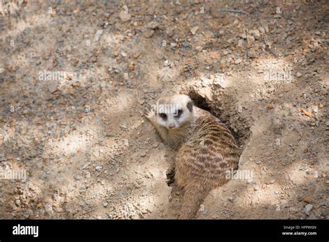 Meerkat in a burrow Stock Photo - Alamy