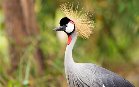 Grey Crowned Crane | Birding Safaris in Uganda | Uganda Safaris Tours