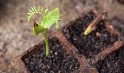 How To Care For A Royal Poinciana Tree | Lawn.com.au