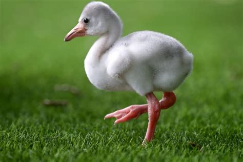 Baby Flamingos- All You Need To Know with Pictures - Birds Fact