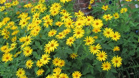 Yellow Daisies Free Stock Photo - Public Domain Pictures