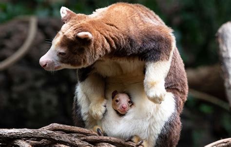 Baby Matschie's tree kangaroo joey born at Bronx Zoo in New York City ...