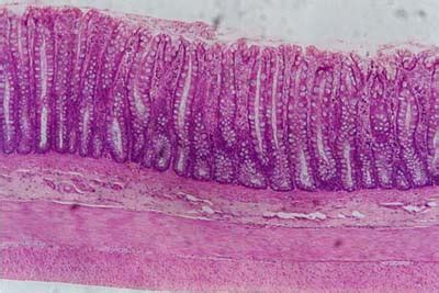 Histology-World! Histology Fact Sheet-Large Intestine