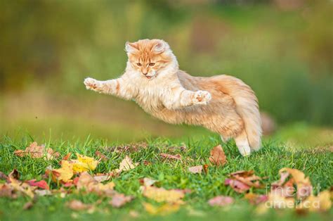 Funny Cat Flying In The Air In Autumn Photograph by Grigorita Ko