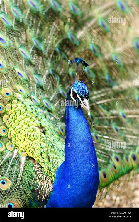 Peacock Stock Photo - Alamy