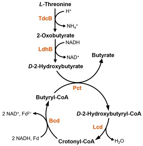 Microorganisms | Free Full-Text | New Insights into the Physiology of ...