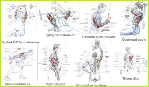 The Best Triceps Exercises - Bodydulding