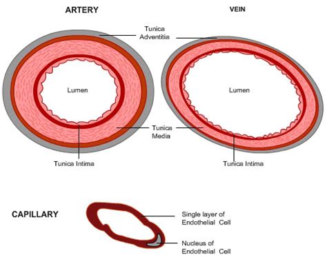 Artery And Vein