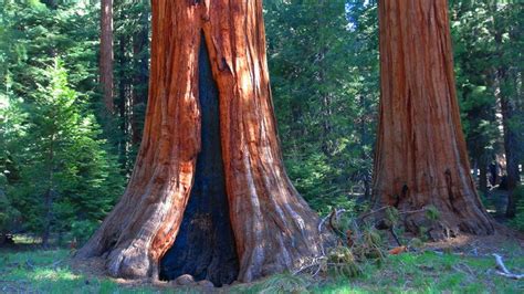 Big Trees Trail | Parks & Travel Magazine