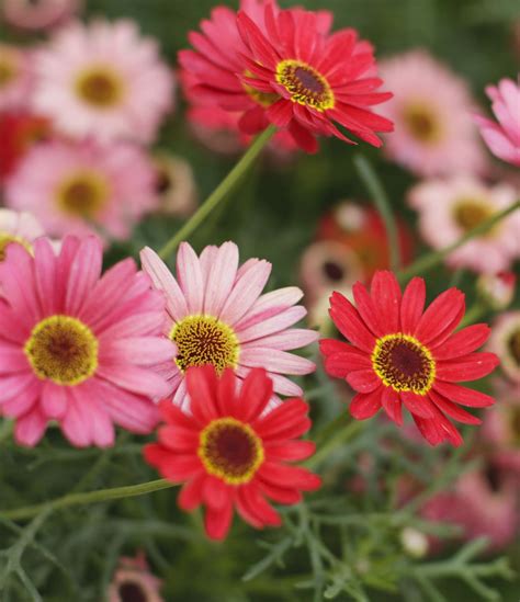 Types Of White Daisy