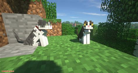 Not Enough Cats Mod 1.12.2, 1.11.2 (New Cat Types & Spawning Behavior) - Mc-Mod.Net