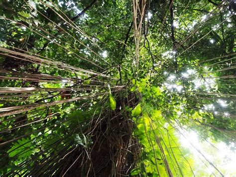 Free stock photo of cairns, canopy, rainforest