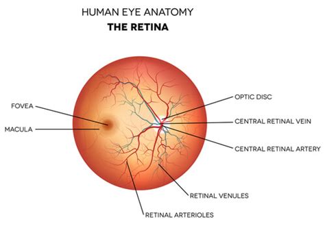 What Does the Retina Do? | How the Retina Allows Us to See