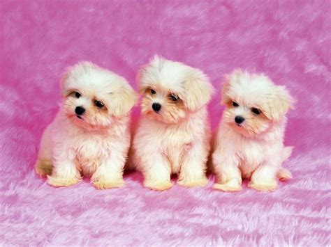 🔥 Download Cute White Dog Wallpaper Top Background by @meghans | Cute Free Wallpaper, Cute Free ...