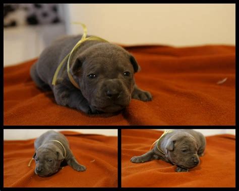 Thai Ridgeback Puppies are 20 days old now! | Thai Ridgeback