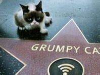 280 Grumpy Cat ideas | grumpy cat, grumpy, grumpy cat humor