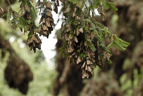 Florida monarch butterfly populations have dropped 80 percent since ...